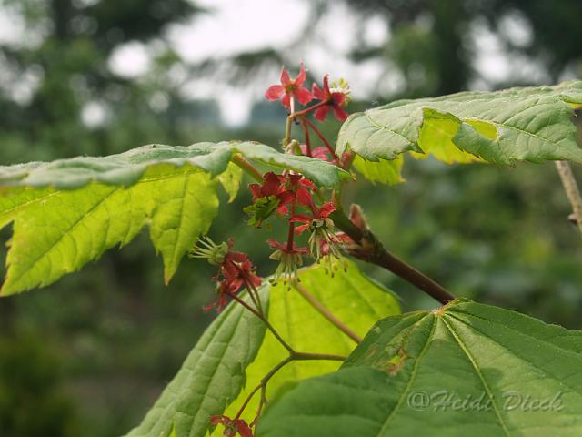 Acer circinatum.JPG - Acer circinatum / Weinblattahorn, Herrenkamper Gärten